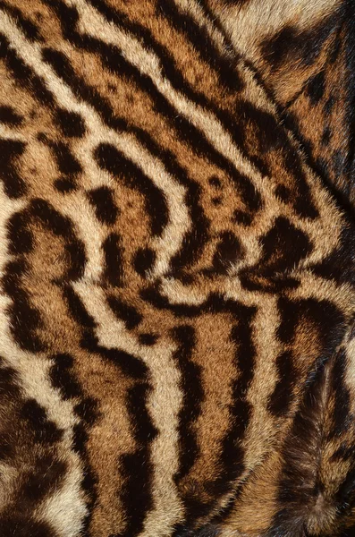 Leopardenfell Hintergrund — Stockfoto