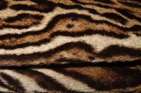 Leopard skin background — Stock Photo, Image