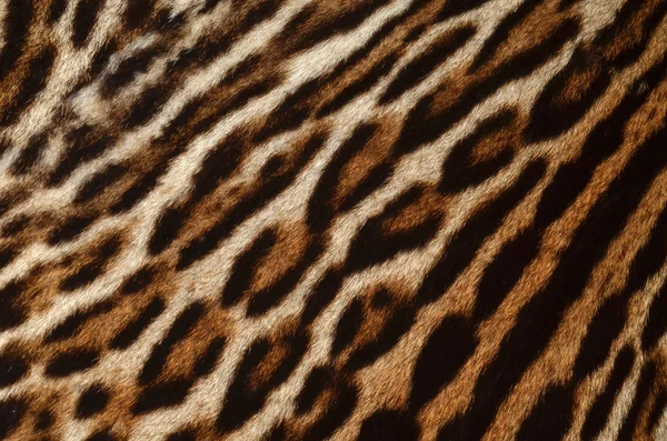 Leopardo sfondo pelle — Foto Stock