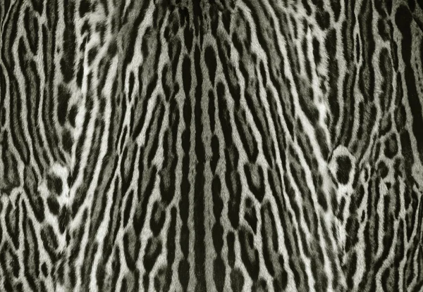 Ocelot sfondo pelle — Foto Stock