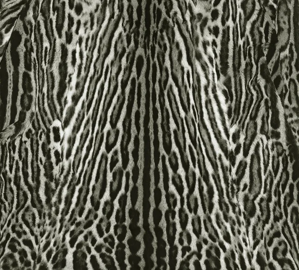 Vzorek kůže Ocelot — Stock fotografie