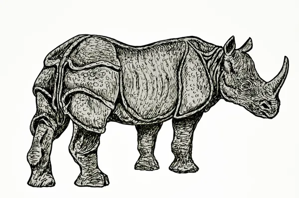 Indický nosorožec, kresba — Stock fotografie