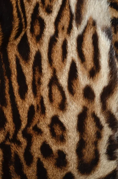 Lynx fur texture — Stock Photo, Image