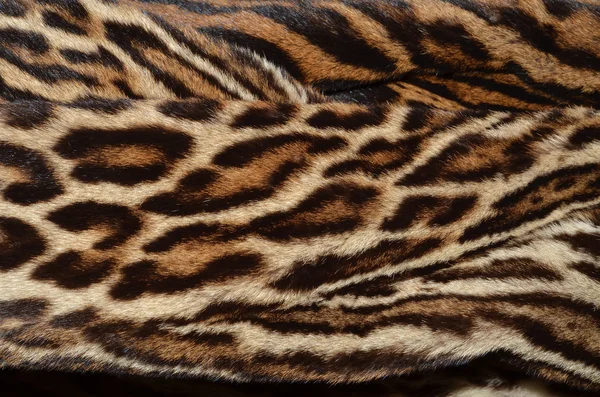 Amur leopard fur closeup — Stock Photo, Image