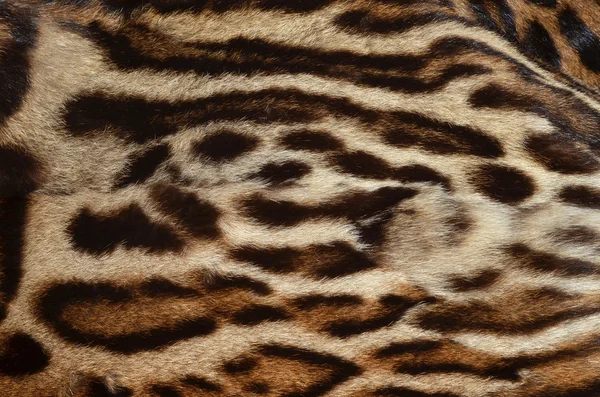 Ocelot skin background — Stock Photo, Image