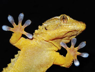 Gecko portre