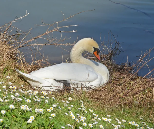 Cisne no ninho — Fotografia de Stock