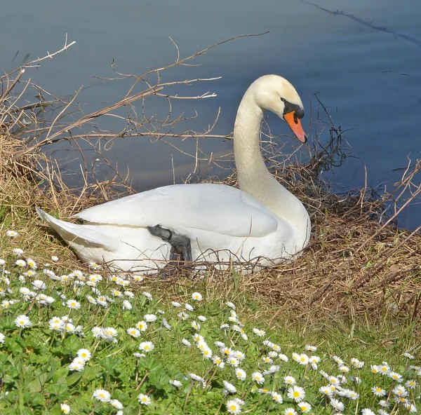 Swan in the nest — Stock Photo, Image