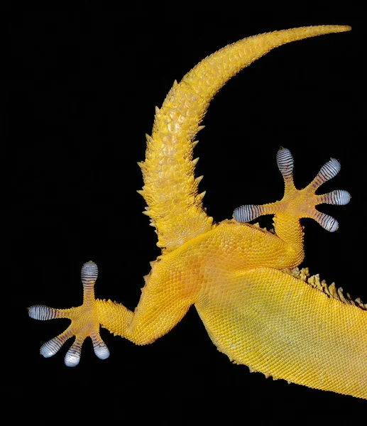 Gecko terug — Stockfoto