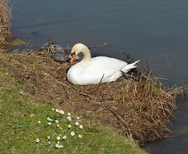 Cygne dans le nid — Photo