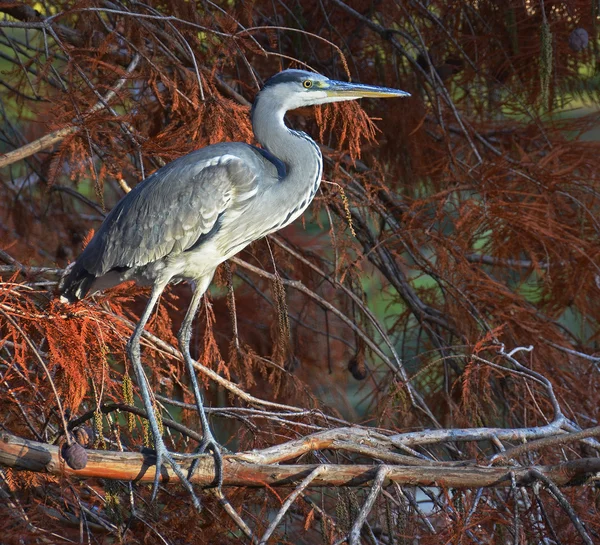 Blue heron in gebladerte — Stockfoto