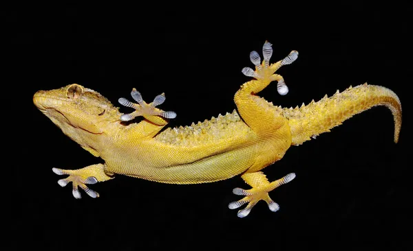 Gecko em fundo preto — Fotografia de Stock