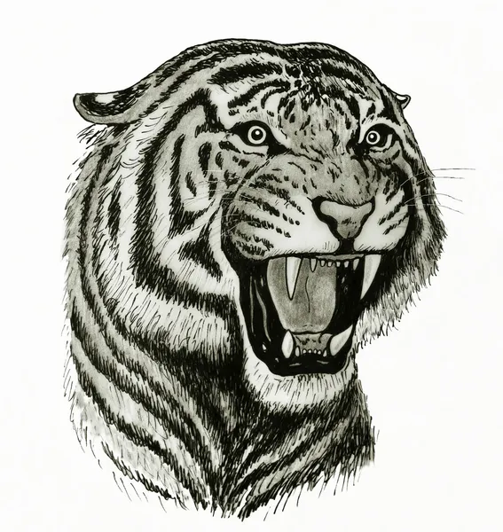 Tiger zeichnen Stock Photos, lizenzfreie Tiger zeichnen Bilder