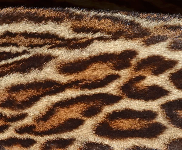 阿穆尔豹毛皮 — 图库照片