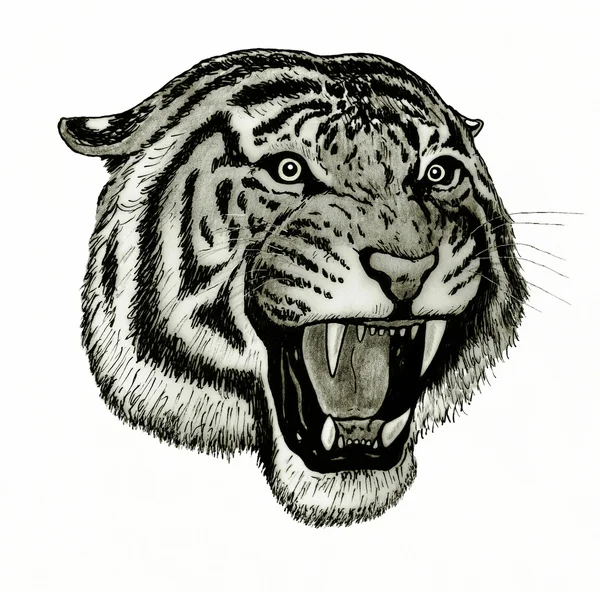 Tiger face roaring Royalty Free Stock Photos