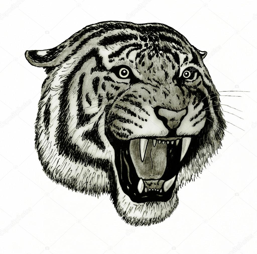Tiger face roaring