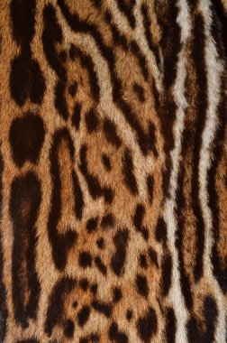 Jaguar cilt portre