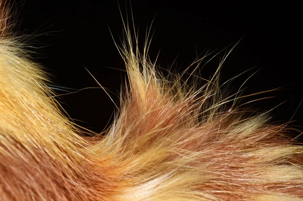 Cat fur closeup — Stock Photo, Image