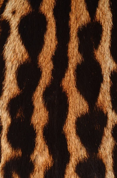 Ocelot fur background — Stock Photo, Image