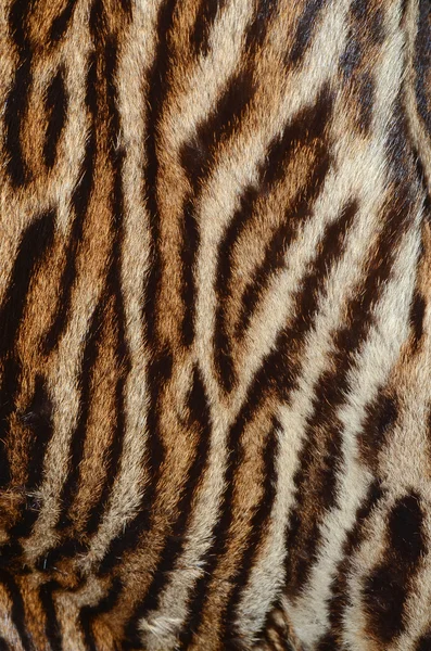 Tiger fur texture — Stock Photo, Image