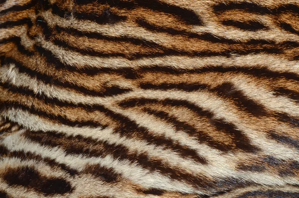 Textura de pele de tigre — Fotografia de Stock