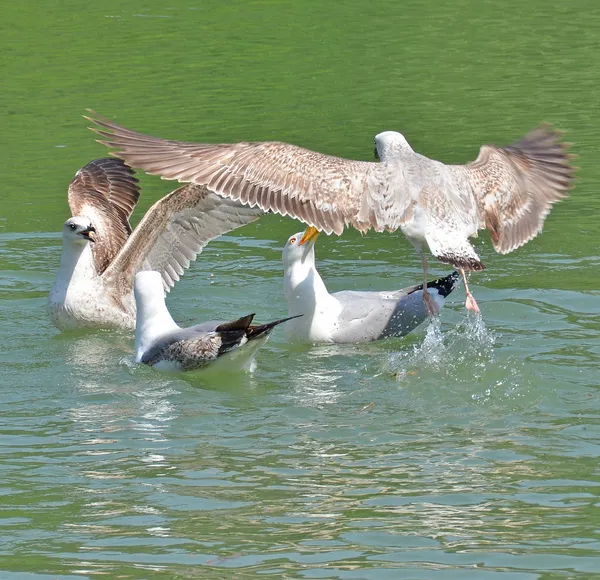 Rey gaviotas jugando — Foto de Stock