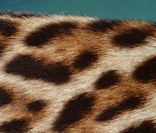 Pelo di leopardo — Foto Stock