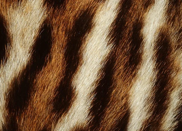 Тигр хутра — стокове фото