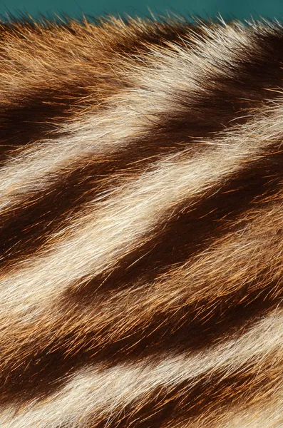 Futra tygrysa — Zdjęcie stockowe