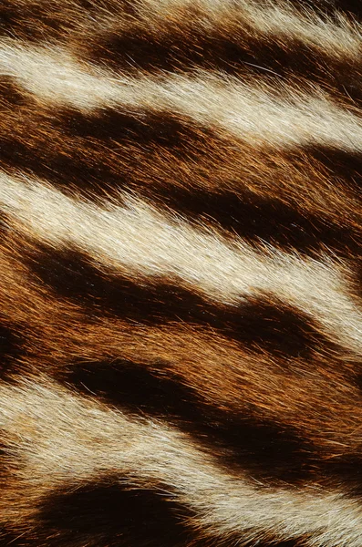 Тигр хутра — стокове фото