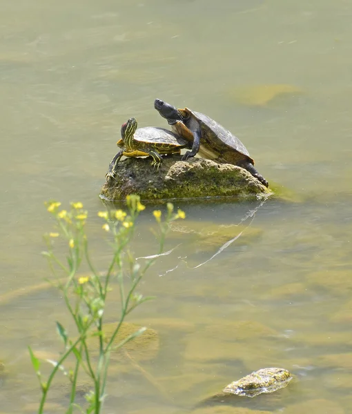 Water turtles couple — Stock Photo, Image