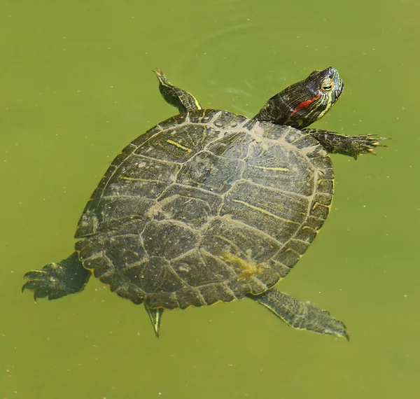 Вода черепаха — стокове фото