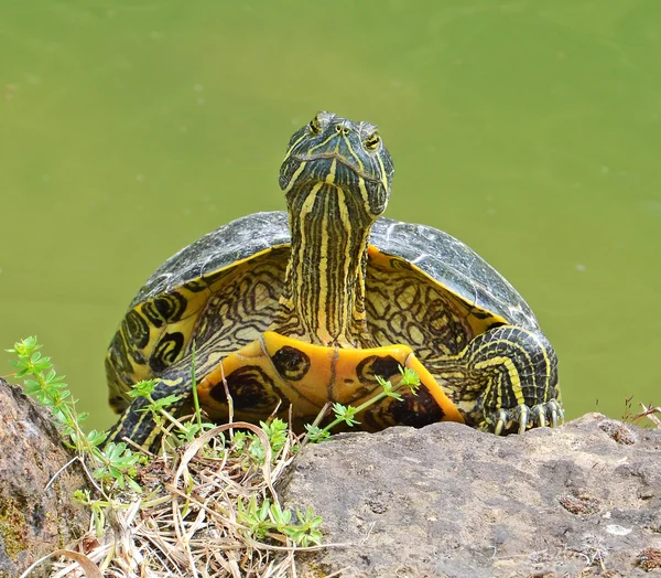 Water turtle — Stock Photo, Image