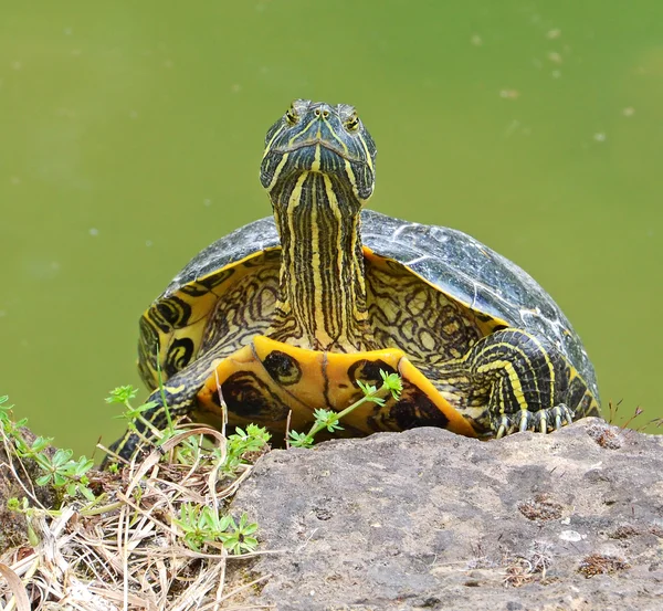 Vatten sköldpadda — Stockfoto