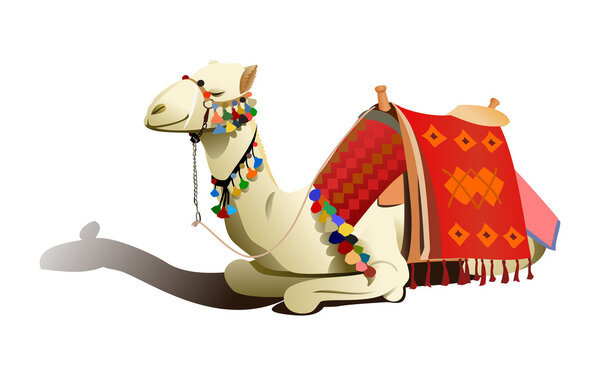 Saddled camel resting