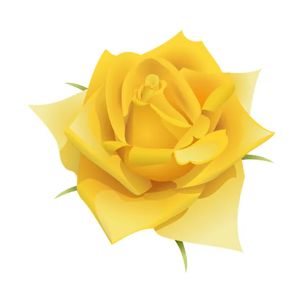 Rosa gialla fiore — Vettoriale Stock