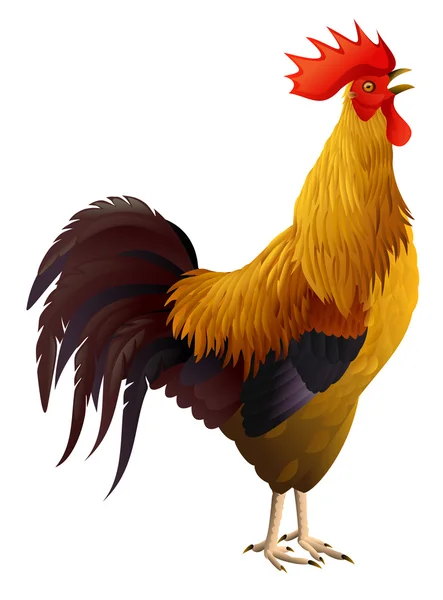 Gallo aislado — Vector de stock