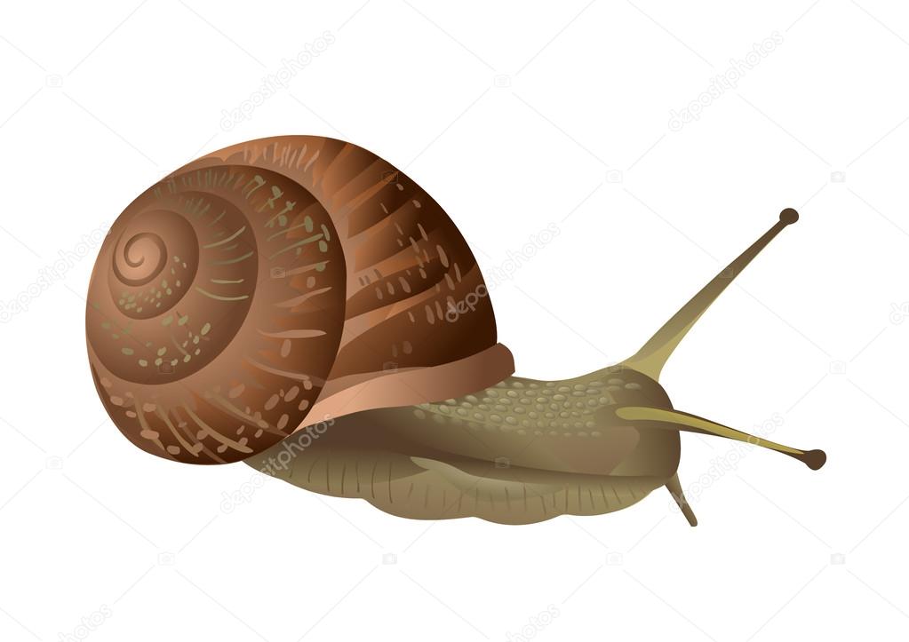 Garden snail isolated