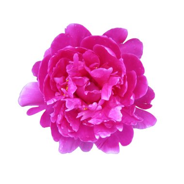 Şakayık beyaz zemin üzerinde makro