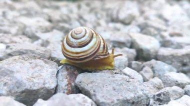 Salyangoz yolda. Caddedeki küçük, güzel kahverengi salyangozun Macro 'su. Kapat.