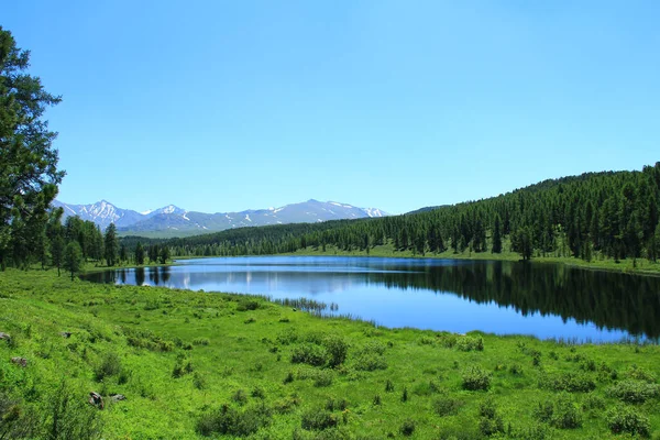 Mountain lake in summer, a dense forest grows on the far shore, dense grass and bushes on the near shore, in the background a mountain range with snow-capped peaks, summer, clear sky, sunny