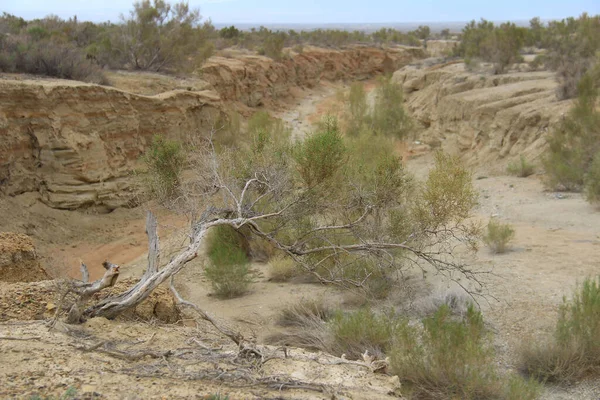 Dry beautiful curved tree in a yellow clay canyon, bushes and trees grow in the background, view to the valley in bright colors, summer, morning