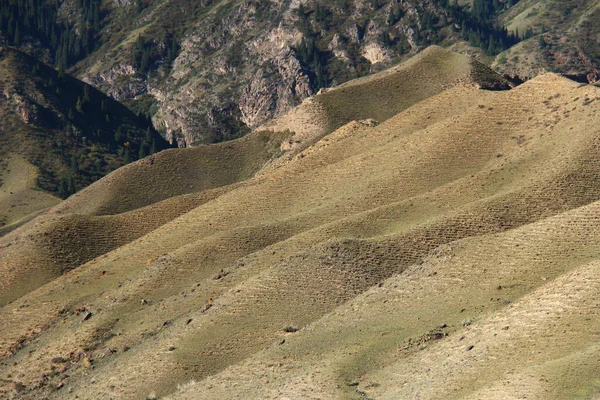 Beautiful yellow-green hillsides on the Assy plateau, in the background the slope of a large rocky mountain, summer, sunny