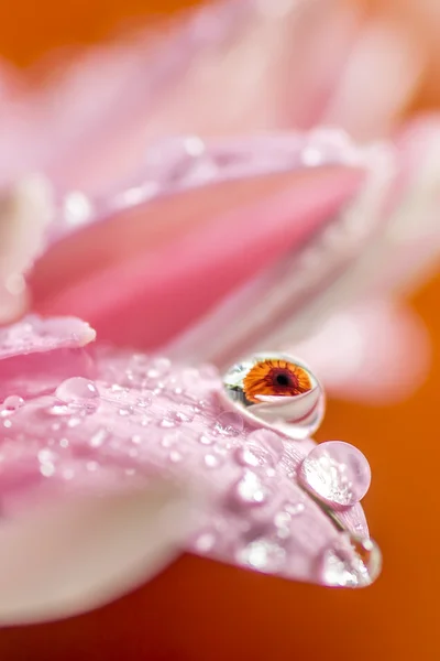 Gota floral — Foto de Stock
