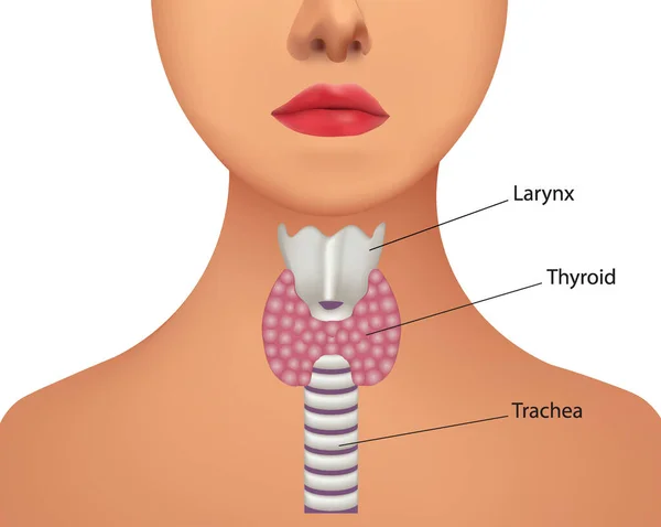 Thyroid Gland Vector Illustration — Stock Vector