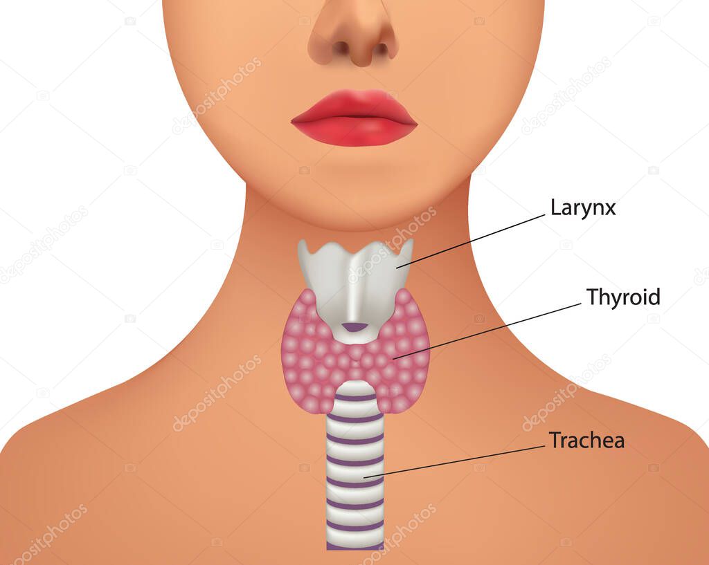 Thyroid gland inside. vector illustration
