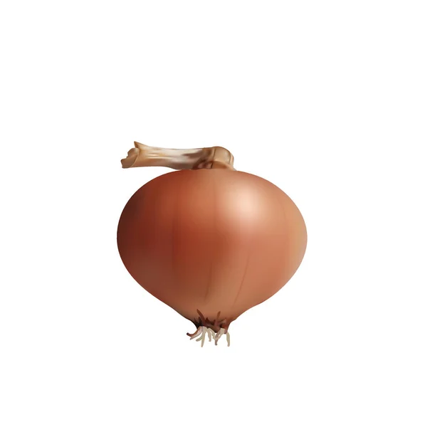 Onion Root Realistic Vector — Vettoriale Stock