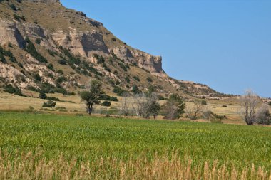 Yuvarlanan tepeler yazın ekinlerin etrafını sarar.