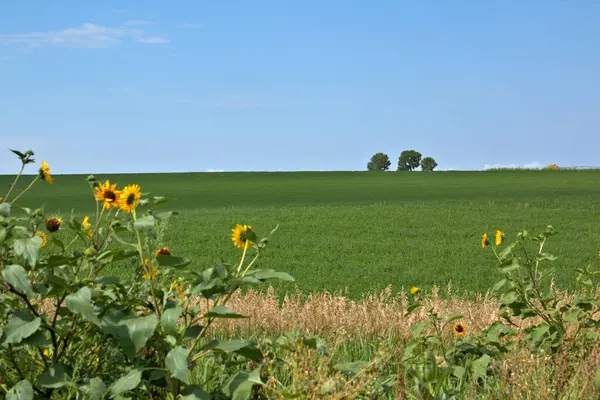 Sun Flowers Foreground Rural Farm Ground Group Three Trees Background — Zdjęcie stockowe