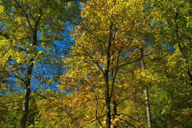 Güney Carolina 'da yürüyüş yolunda sonbahar renkleri